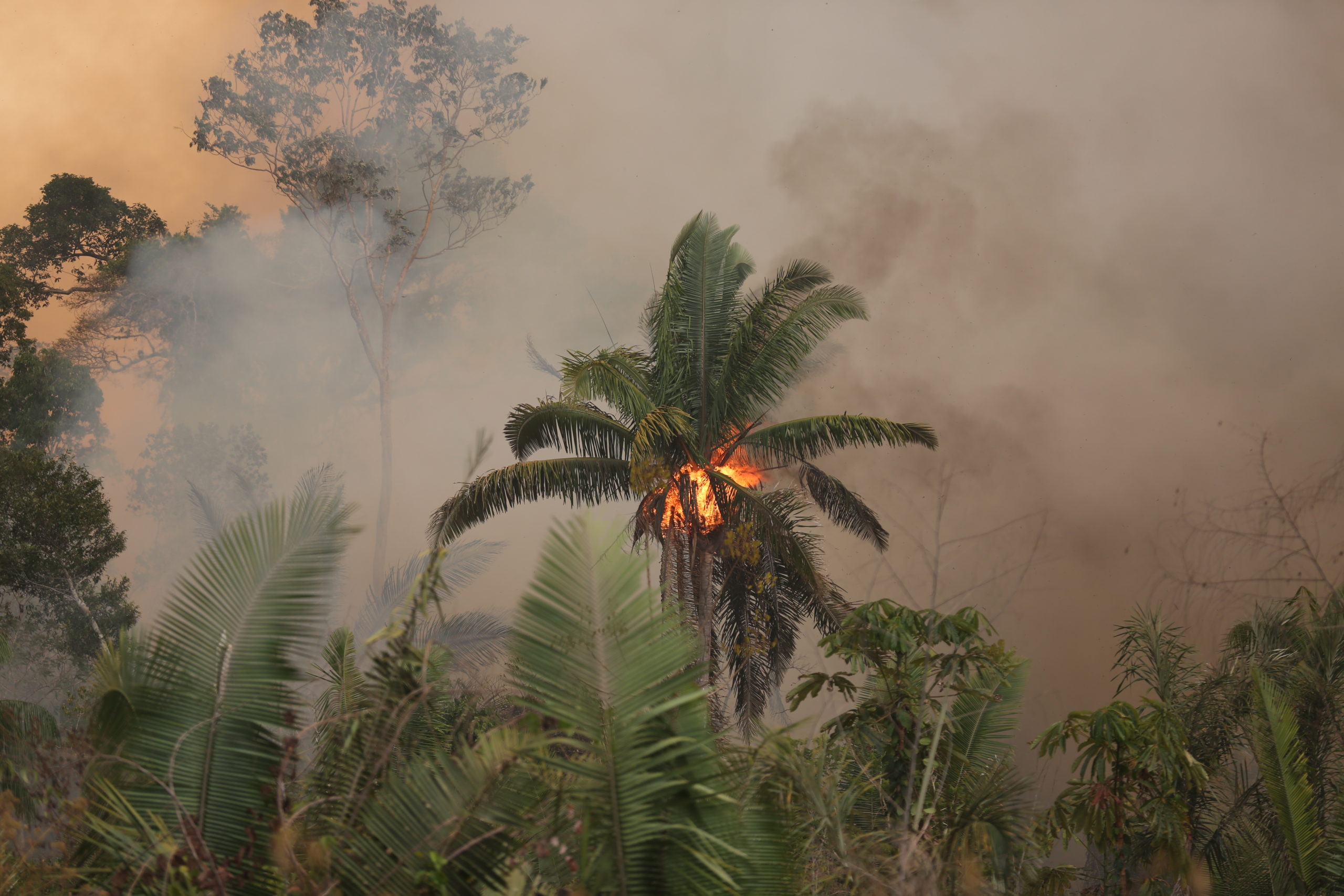Amazonas står i flammer