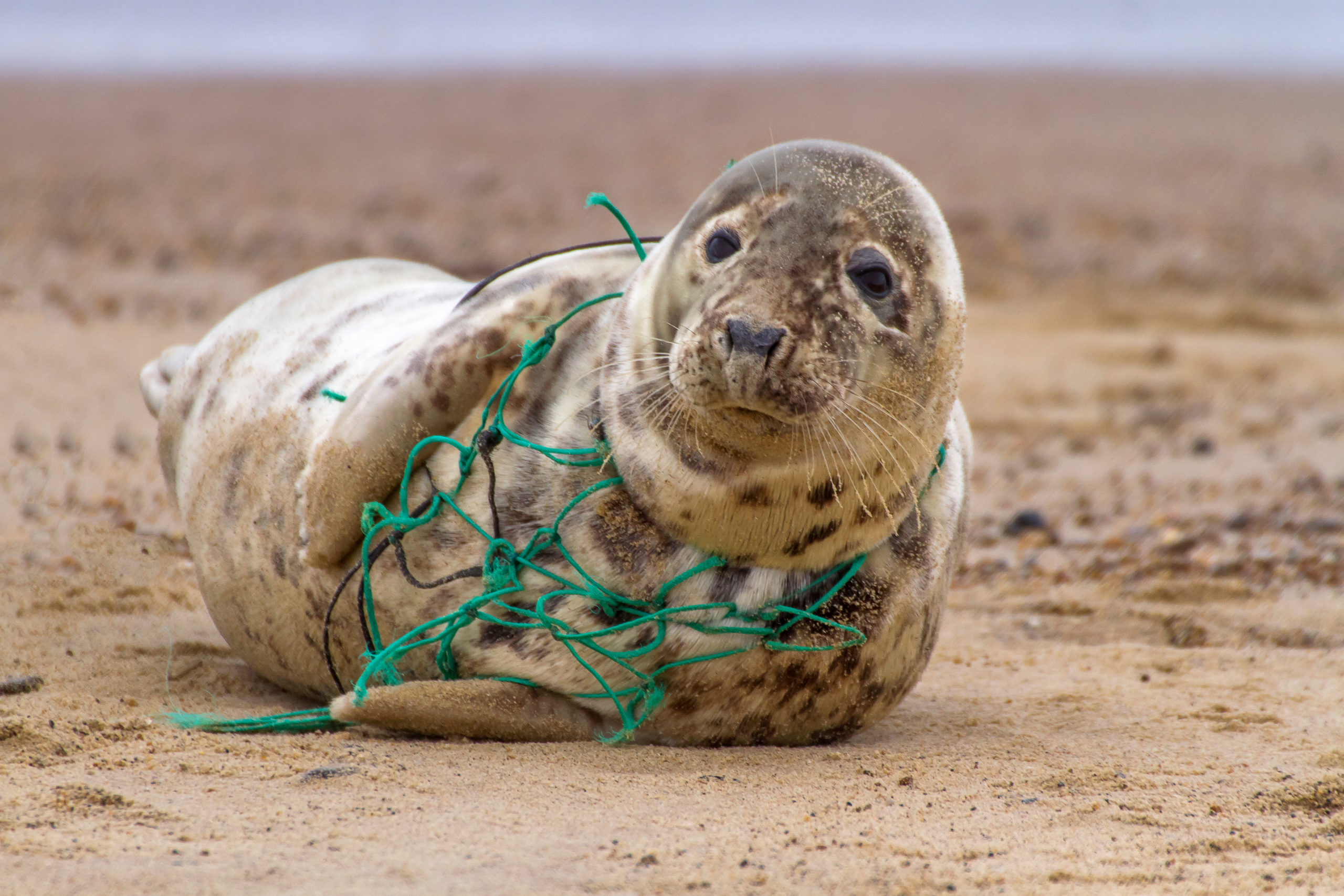 Vi skal fjerne dødsfælderne på bunden af danske farvande WWF