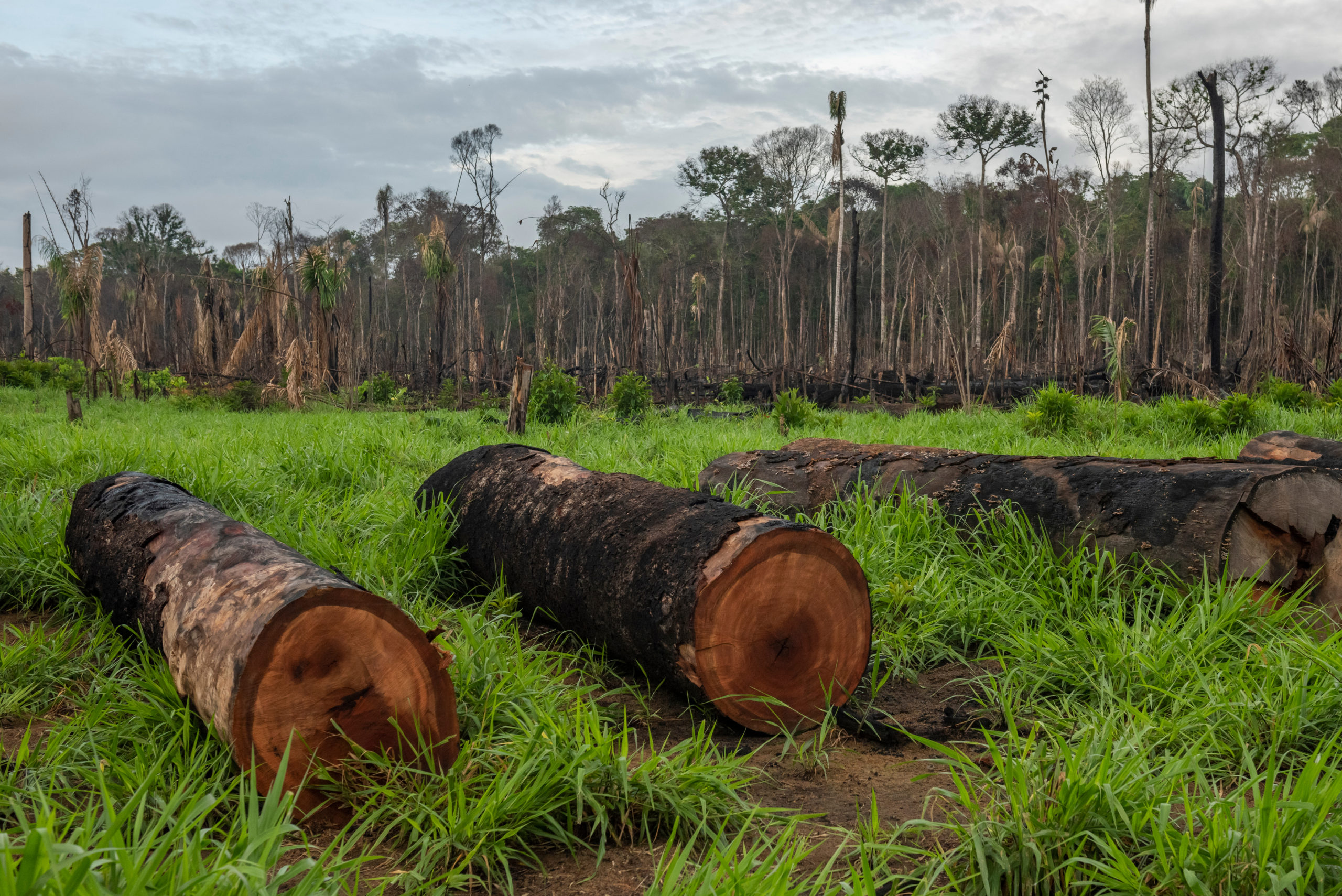 Afskovning i Amazonas regnskoven. Fotograf: Andre Dib / WWF-Brazil