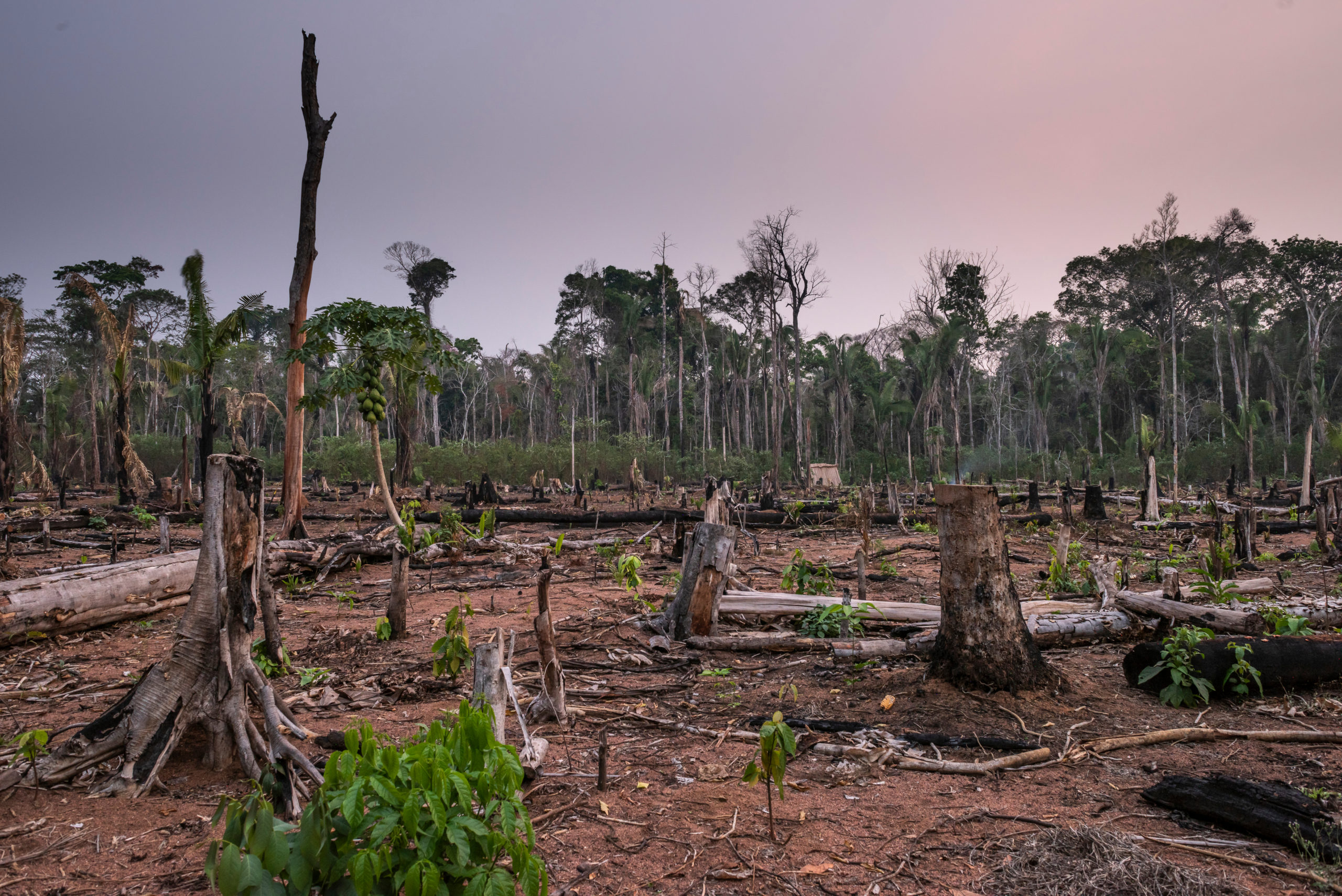 Afskovning i Amazonas. Foto af: Andre Dib/WWF Brazil
