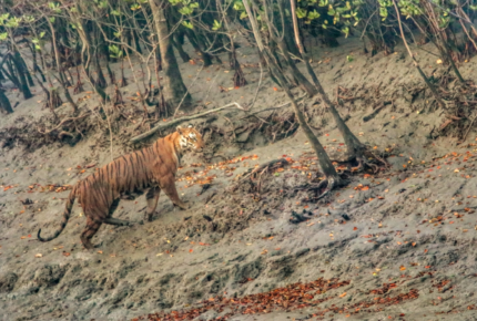 Tiger i en mangrove i Indien