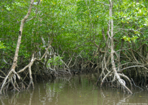 Mangrove i Tun Mustapha Park 
