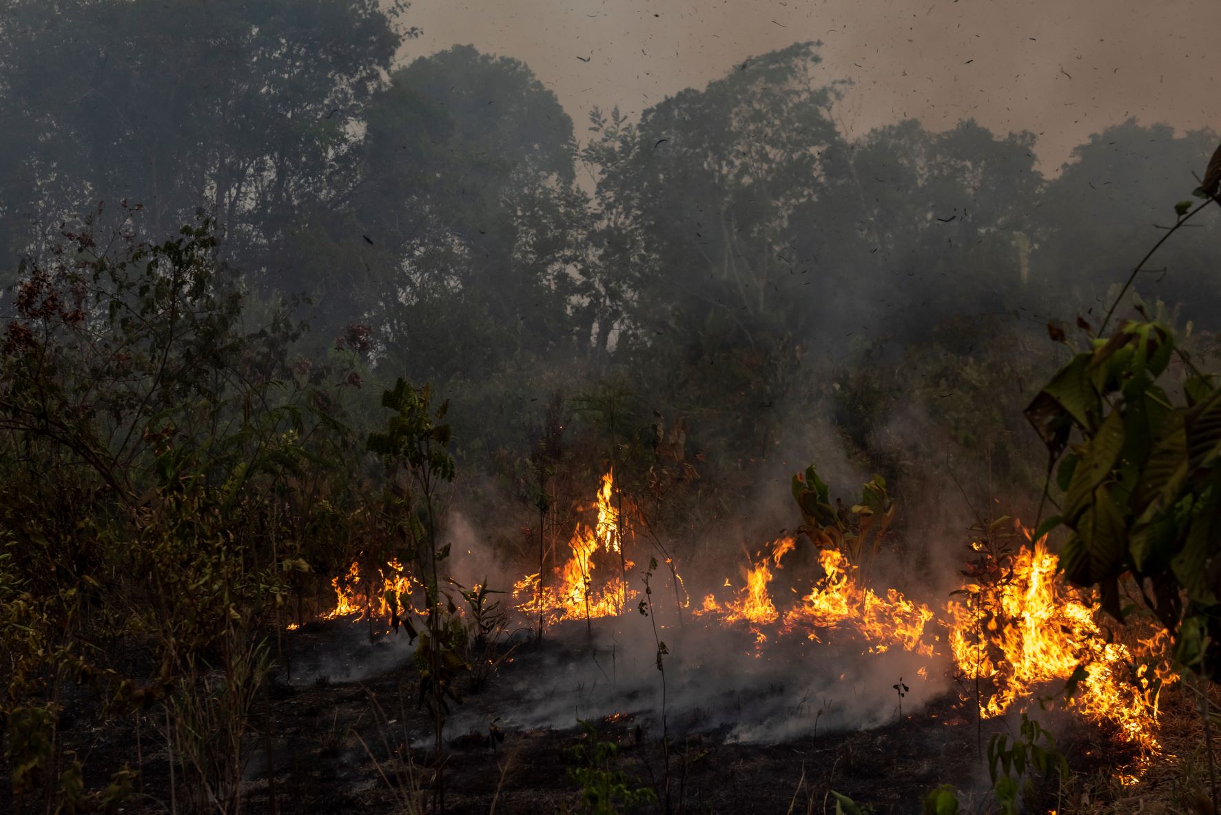 Amazonas skovbrand afskovning