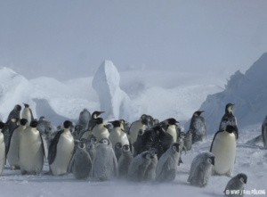 smeltende is, Antarktis, kejserpingvin